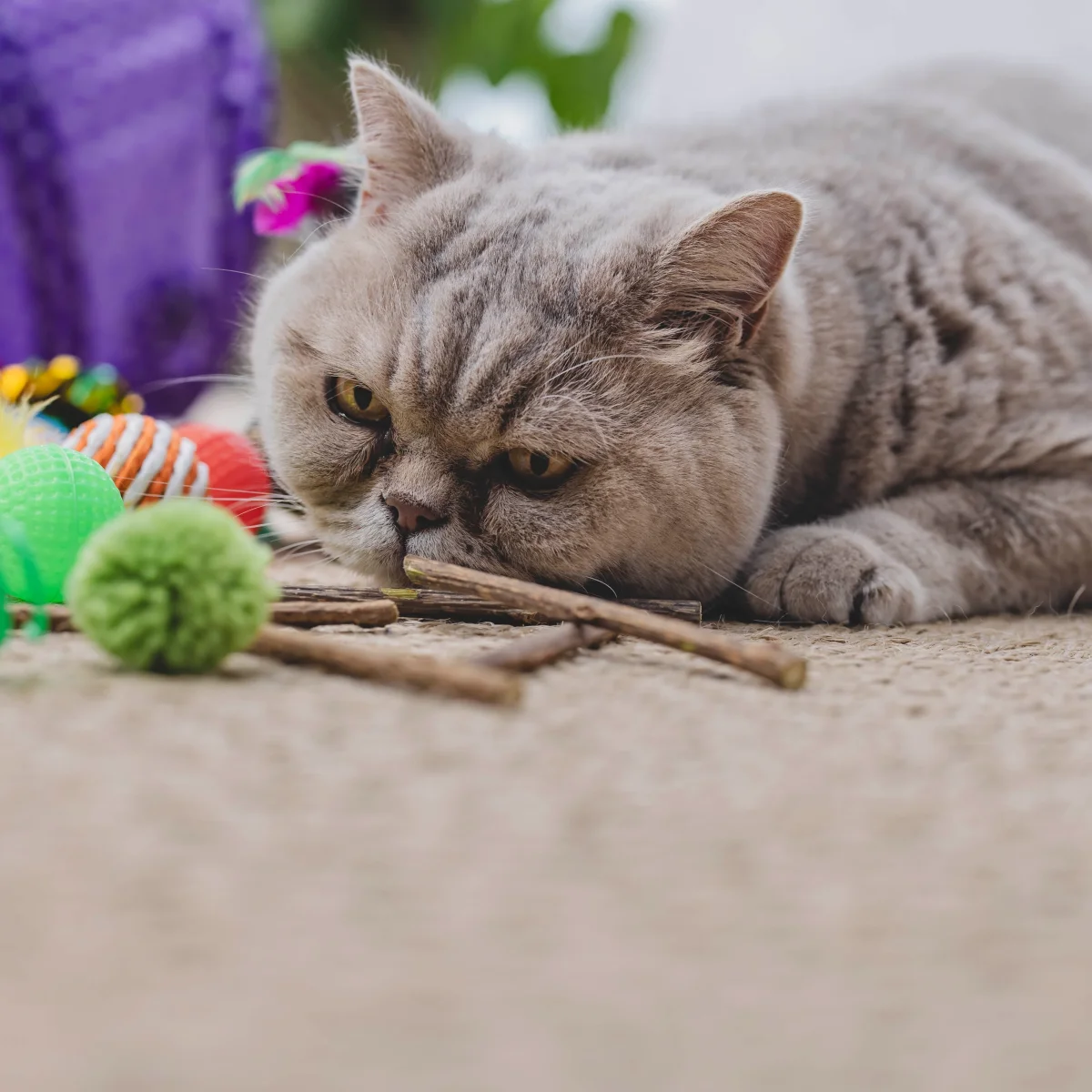 Kattenspeelgoed set - Afbeelding 4