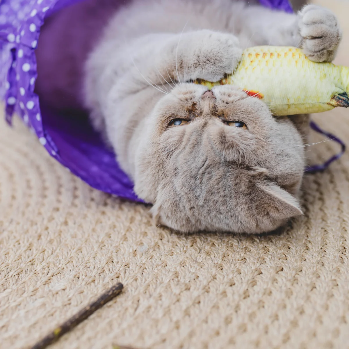 Kattenspeelgoed set - Afbeelding 8